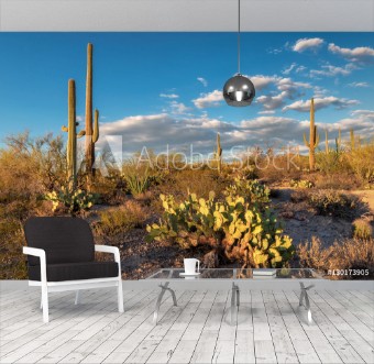 Picture of Sunset in Saguaro National Park near Tucson Arizona